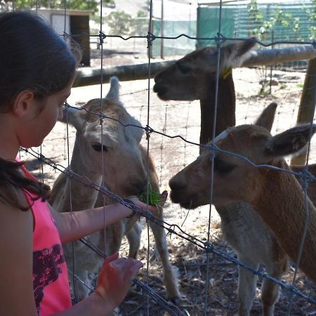 Morella Farmstay เคปเจอร์วิส ภายนอก รูปภาพ