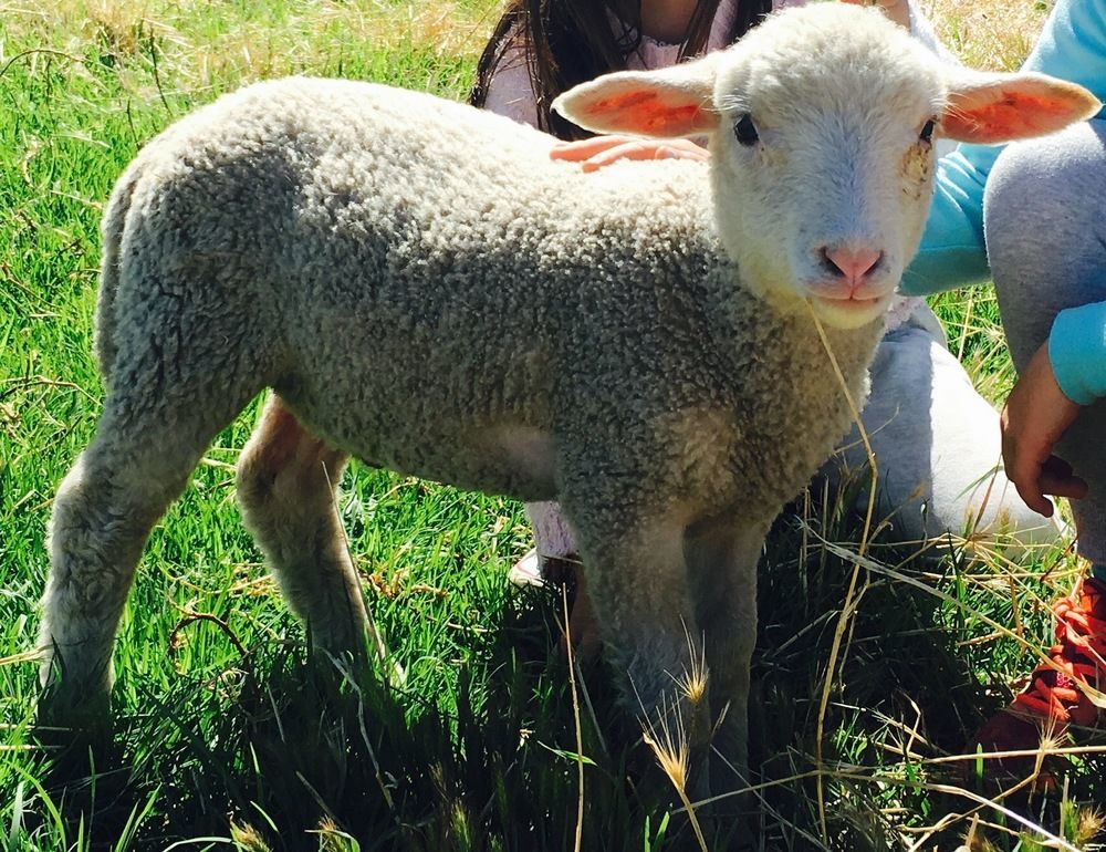 Morella Farmstay เคปเจอร์วิส ภายนอก รูปภาพ