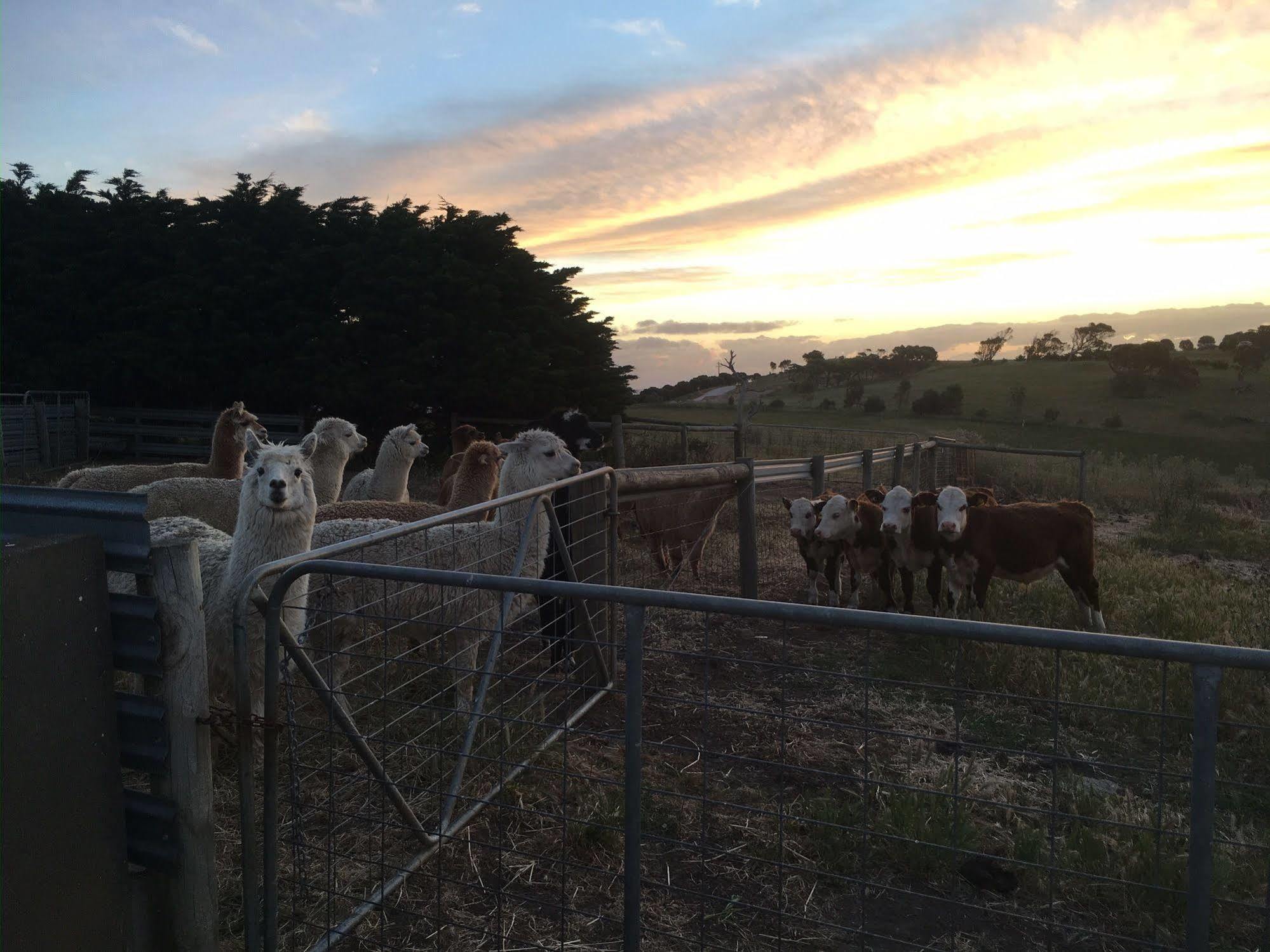 Morella Farmstay เคปเจอร์วิส ภายนอก รูปภาพ
