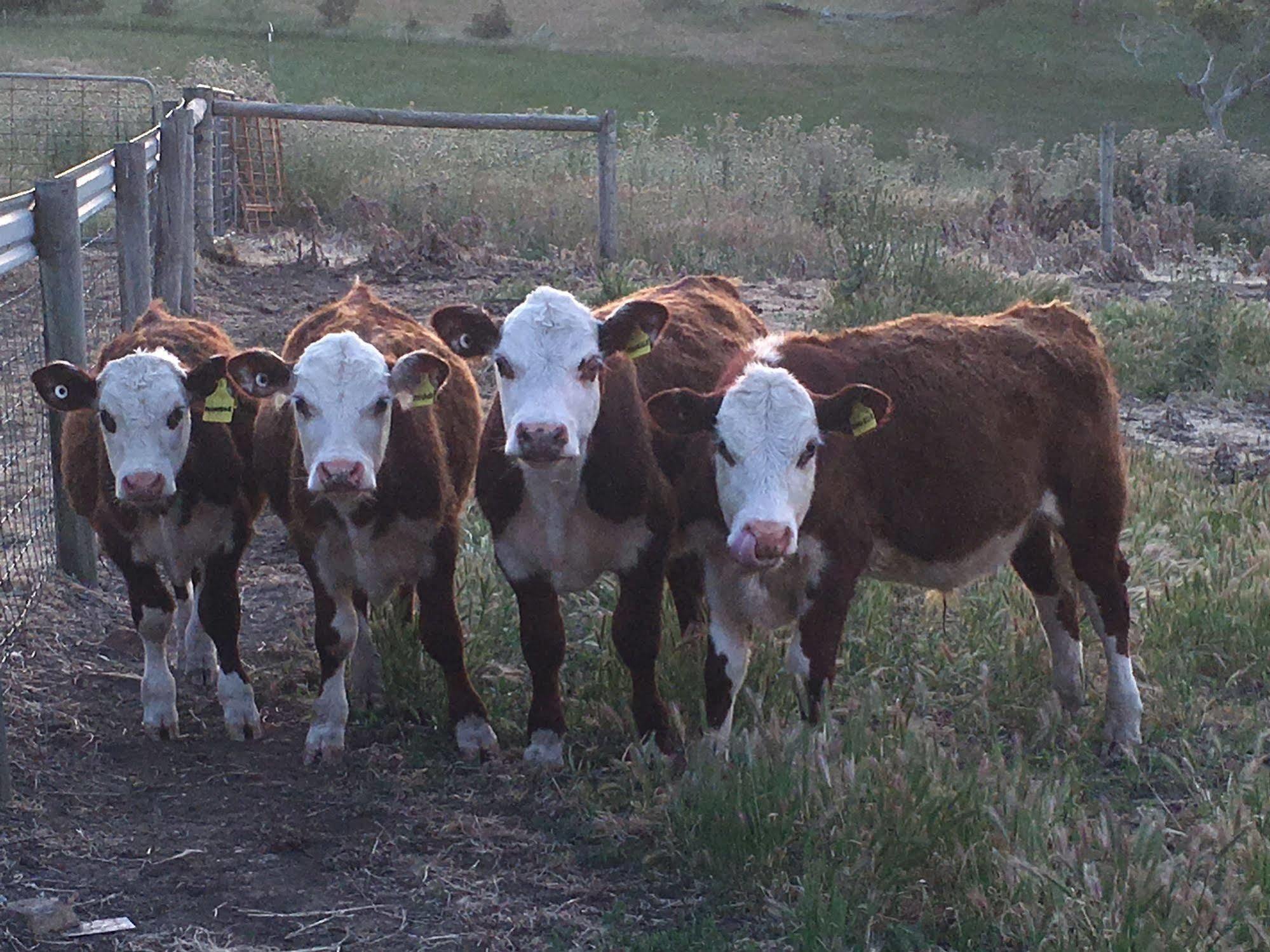 Morella Farmstay เคปเจอร์วิส ภายนอก รูปภาพ